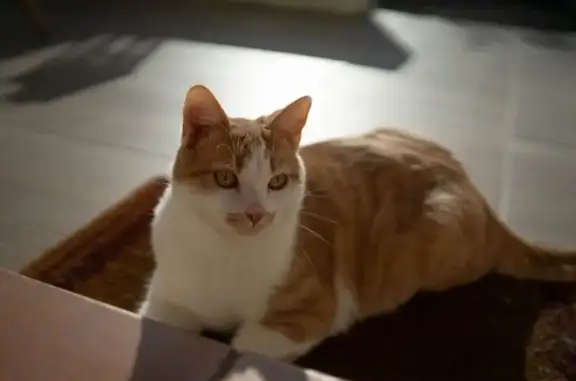 Chat perdu, Tours, photo: YUNI, chat mâle 11 mois perdu à Tours