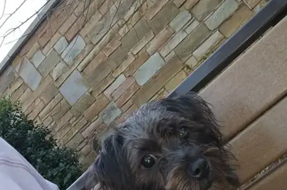 Missing Dog: Black, Grey Undertone, Tuscaloosa