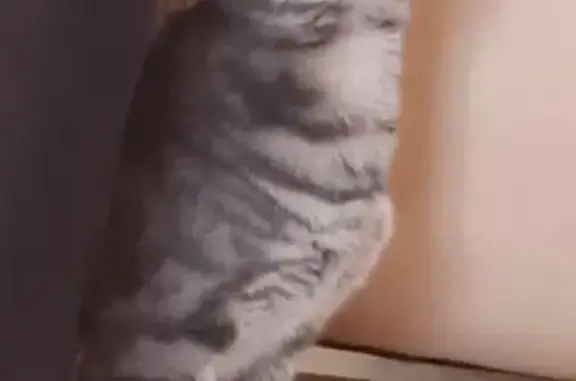 Chatte tigrée grise Câline perdue - photo