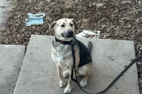 Missing: Black & White Dog Lobo in St. Paul