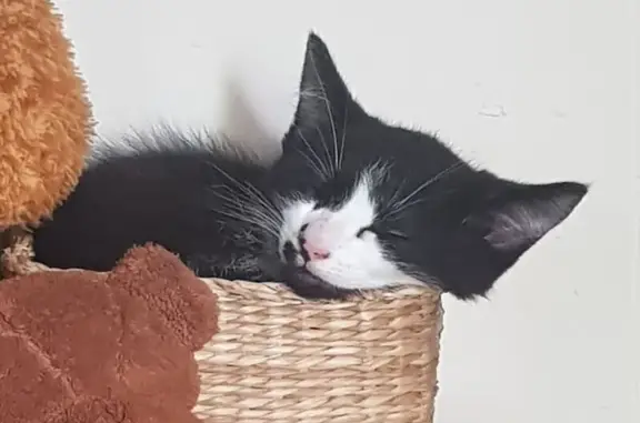 Chat perdu, , photo: Chat perdu : Ben, 6 mois, blanc et noir