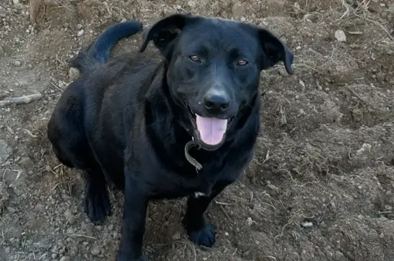 Chien perdu , photo : Labrador noir femelle perdu Moréac
