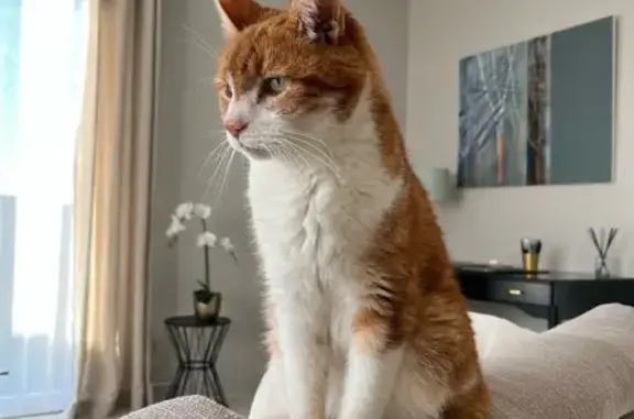 Chat perdu, Corme-Royal, photo: Chat roux et blanc perdu, urgent à Corme-Royal