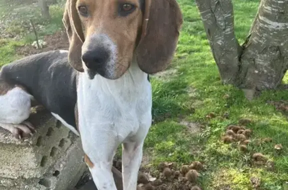 Ruby, chienne perdue à Loisy - photo
