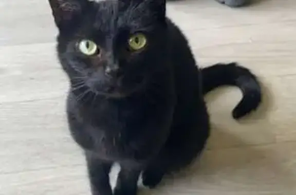 Animaux perdus Laval, photo: Chatte noire Moumoune perdue à Laval