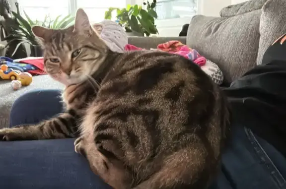 Minette, chatte tigrée perdue à Clermont - photo