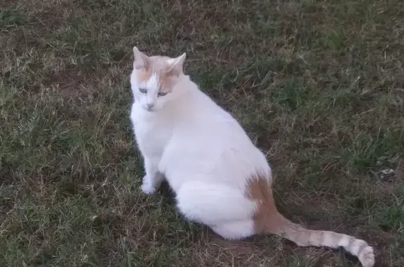 Help Find Harvey: Missing Cat in Bogart