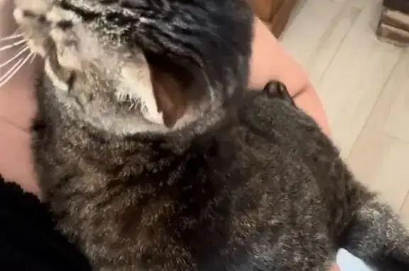 Chat perdu, , photo: Chat tigré mâle perdu à Fougueyrolles