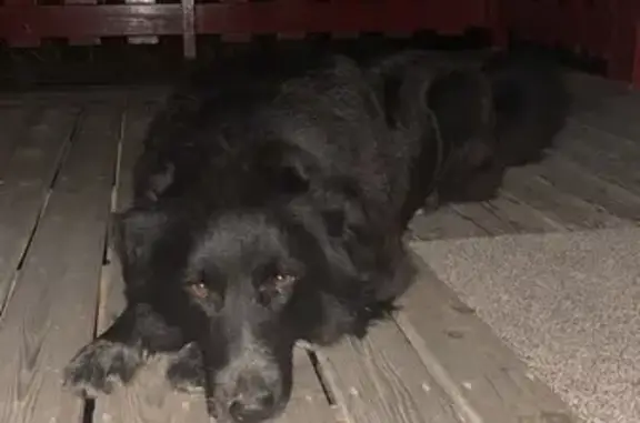 Animaux trouvés , photo: Chien noir calme trouvé à Roquelaure