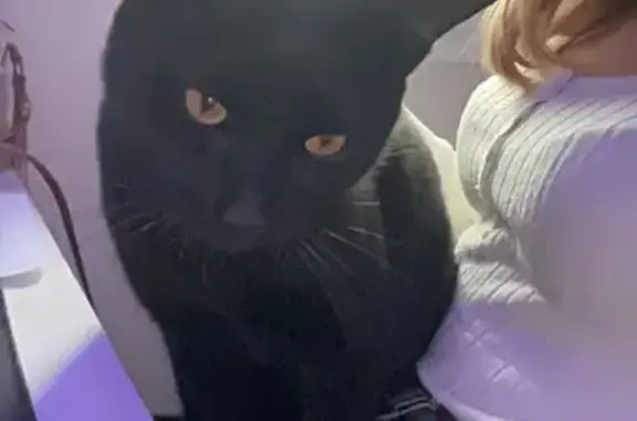 Chat noir Oréo perdu à Gamarde-les-Bains - photo