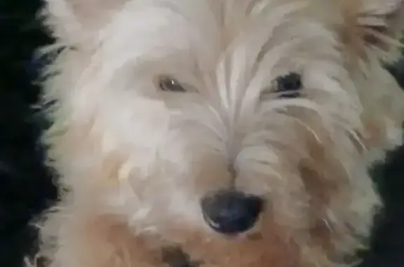 Lost White Terrier 'Cookie' in Front Royal