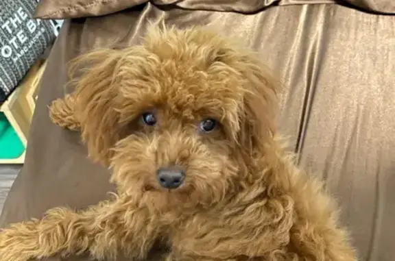 Lost Toy Poodle: Brown/Red, Camo Collar