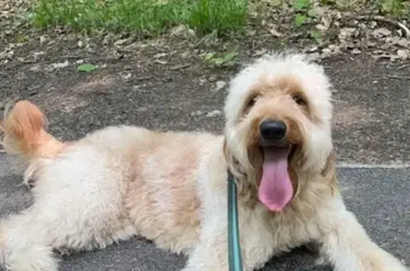 Lost Goldendoodle: Help Find Our Dog!