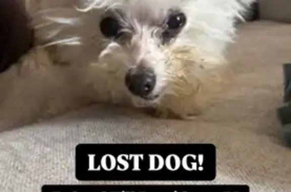 Help Find Our Elderly Maltese - Reward!