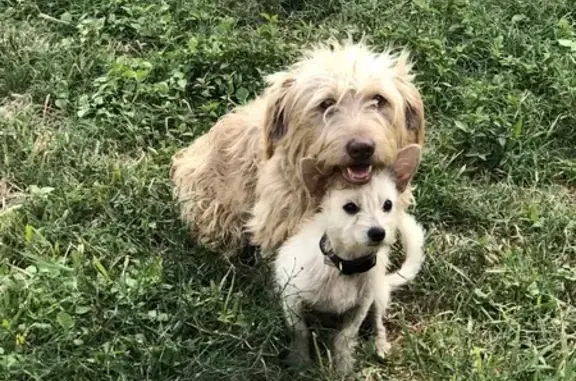 Missing Dogs: Snoopy & Peanut Spotted!