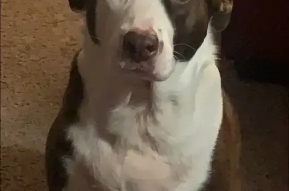 Missing: Brown & White Pointer-Collie Mix