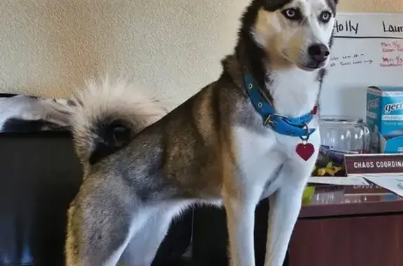 Lost Klee Kai Husky on South Harvest St