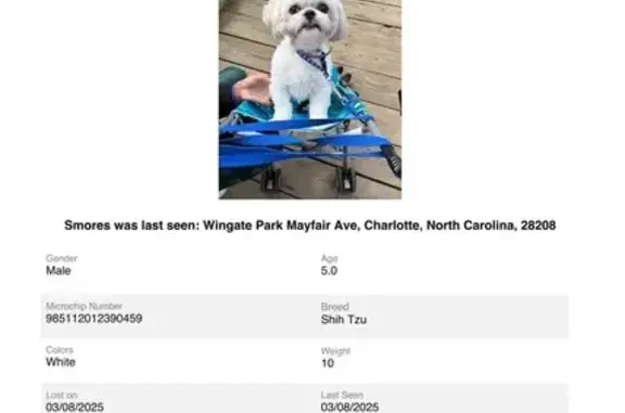 Missing Shih Tzu in Charlotte: Help Find!