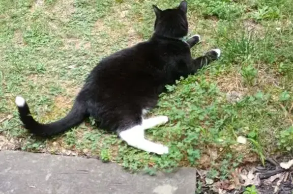 Missing: Max the Tuxedo Cat in Lorton