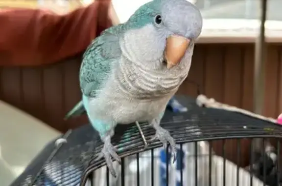 Lost Blue Quaker Parrot in Granville