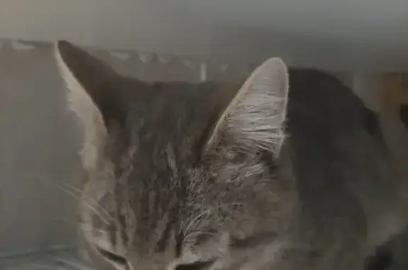 Chat trouvé Saint-Nolff, photo: Chat mâle tigré gris trouvé à Saint-Nolff