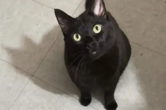 Chat noir perdu à Nice, Chemin de Crémat - photo