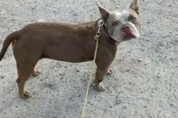Chienne staffie marron peureuse trouvée - photo