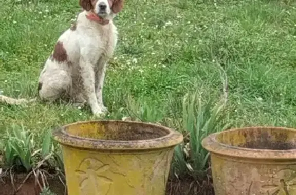 Chien trouvé Scorbé-Clairvaux, photo: Chien mâle blanc/marron trouvé aux Vignaux