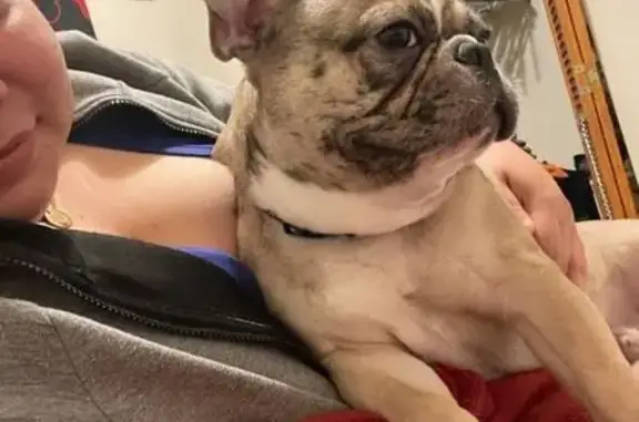 Lost Frenchie: Brown with Unique Eyes