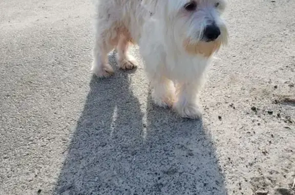 Chien trouvé Essars, photo: Bichon mâle blanc trouvé à Essars