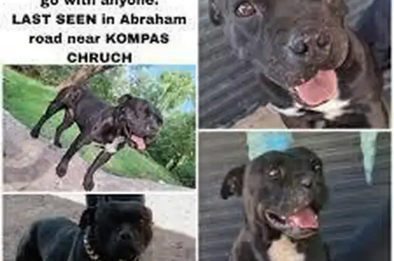 Lost Black Staffy: R2000 Reward!