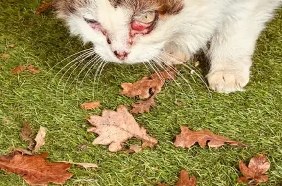 Chat errant sauvage à Gradignan - photo