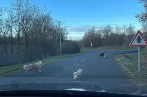 Chien trouvé Pouilly-lès-Feurs, photo: Trois chiens trouvés entre Pouilly et Bussières