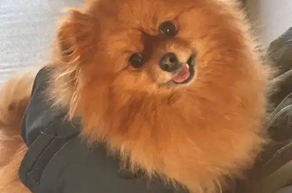 Lost Fluffy Ginger Pomeranian in Greenwich