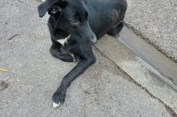 Chien mâle noir trouvé à Montredon - photo