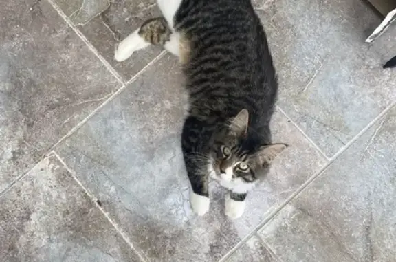 Animaux perdus Saint-Lumine-de-Coutais, photo: Maine Coon mâle disparu à Saint-Lumine