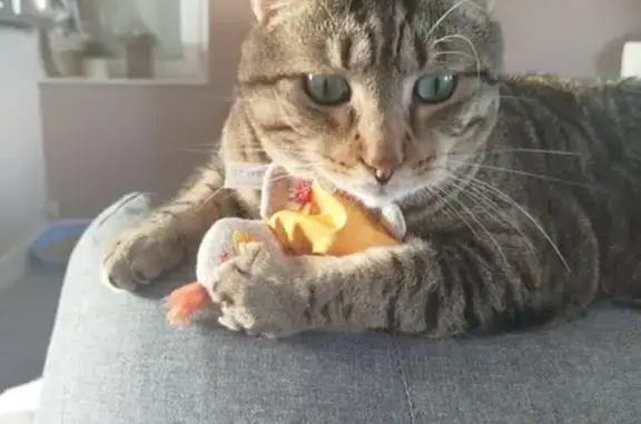 Chat perdu, Crozon, photo: Chat Européen tigré perdu à Crozon