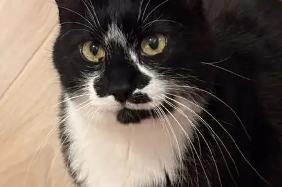 Animaux perdus Albigny-sur-Saône, photo: Chat perdu Hardy, 12 ans, Albigny-sur-Saône