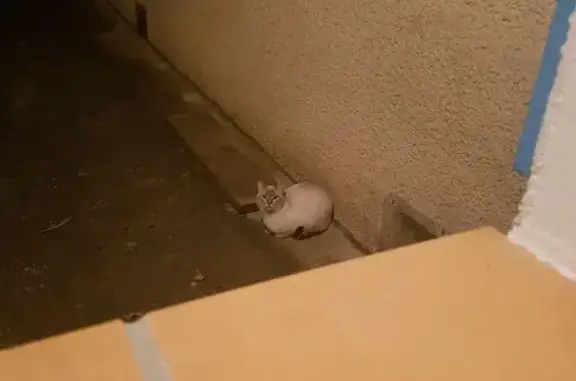 Chat trouvé Nouvelle-Aquitaine, photo: Chat sans collier miaulant la nuit à Seignosse