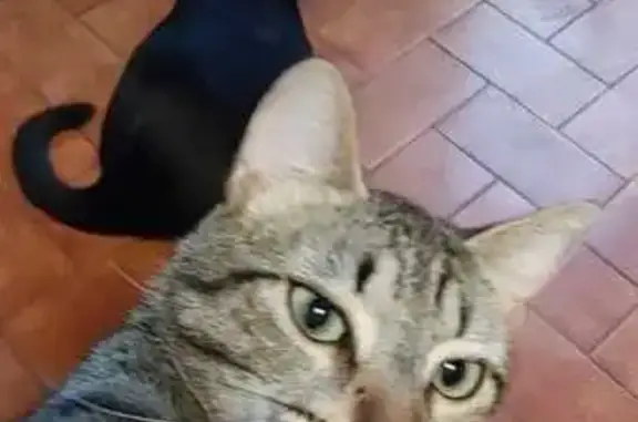Chat perdu, Saint-Chaptes, photo: Chat perdu, cicatrice queue, blessure oreille