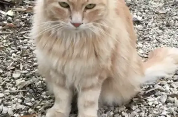 Chatte rousse perdue, collier rose, Chambéry - photo