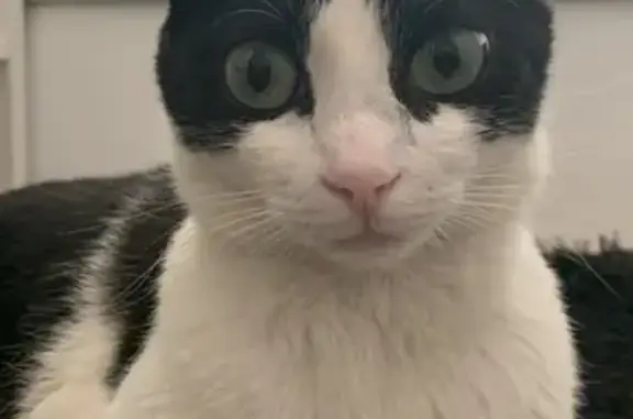 ¡Gata Perdida en Ibiza: Michi Busca Hogar!
