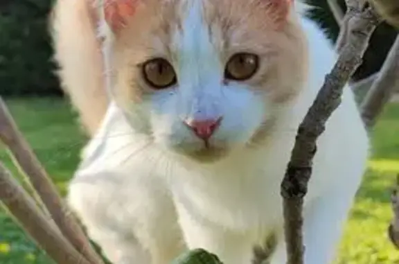 Chat perdu, Courthézon, photo: Chat européen blanc et roux perdu