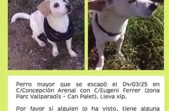 Perro perdido en Terrassa: ¡Ayúdanos!