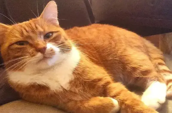 Animaux perdus , photo: Chat roux et blanc perdu à Agnez-lès-Duisans