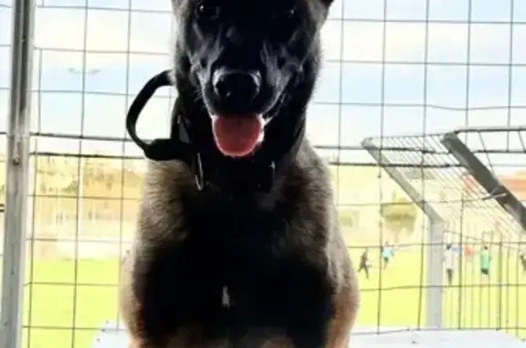 Malinois 11 mois perdu à Montpellier - photo