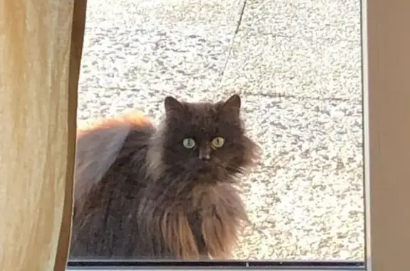 Réglisse, chat noir blessé, perdu à Alençon - photo