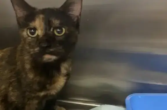 Help Find Pregnant Tortoiseshell Cat!