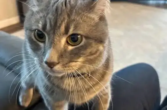 Lost Gray Cat 'Oscar' in Groveport Area