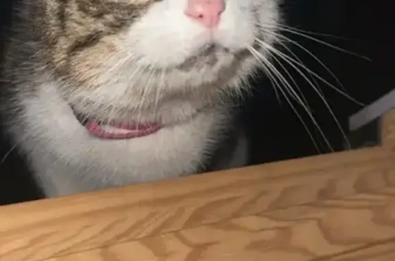 Minette tigrée trouvée sur un toit miaulant - photo